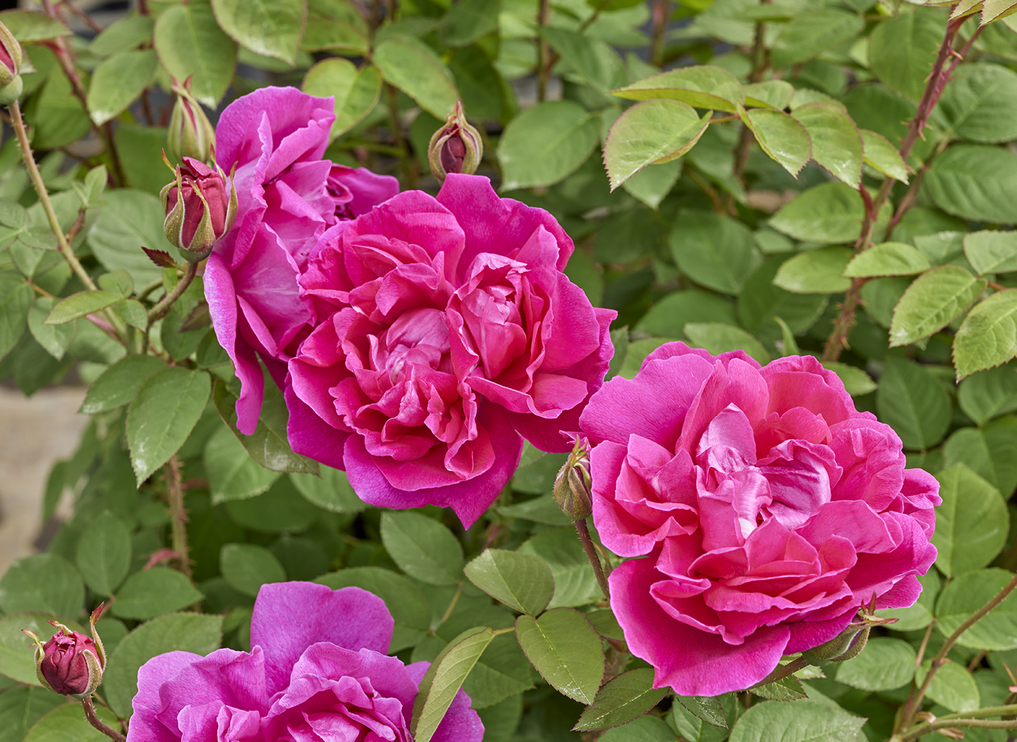 ローズ ア パルファム ドライ – Rose à Parfum de l'Hay | 姫野ばら園