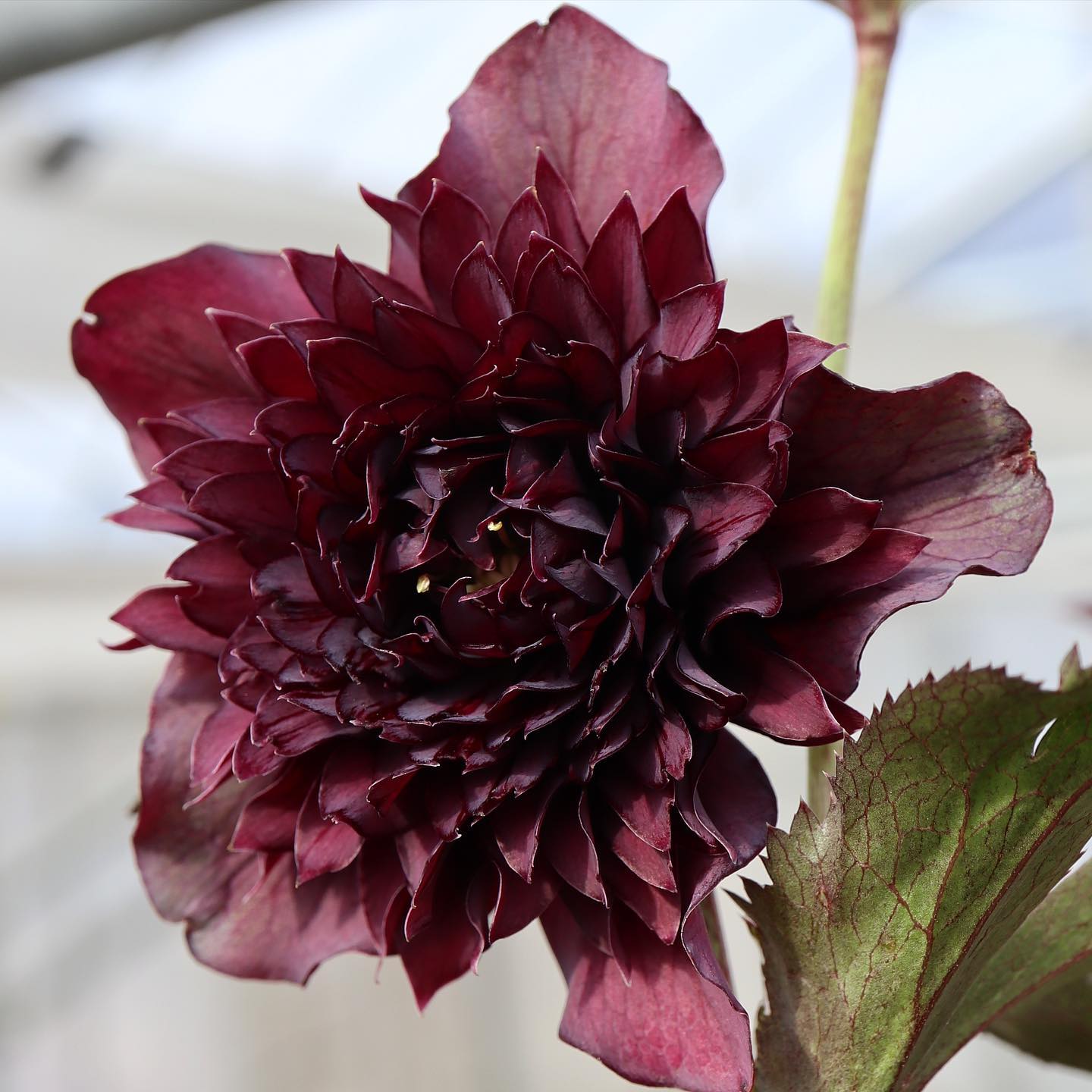 広瀬園芸】クリスマスローズ ソレイユ系ピンクグラデーション多弁花