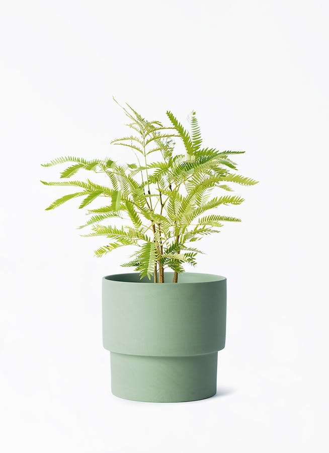 エバーフレッシュ 4号 | 観葉植物 | インテリアやギフトに - Hitohana