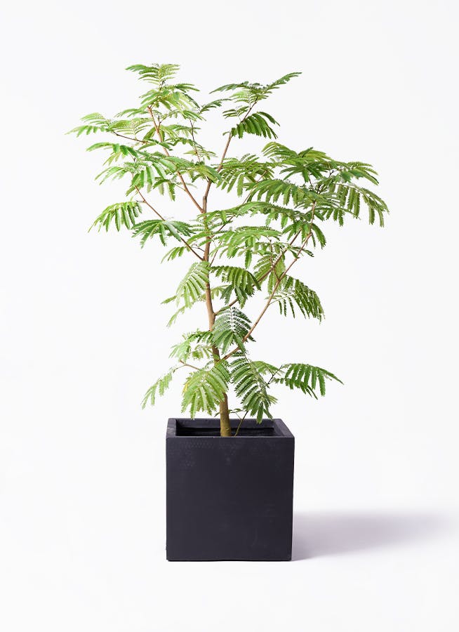 エバーフレッシュ 10号 | 観葉植物の通販ならHitoHana（ひとはな）