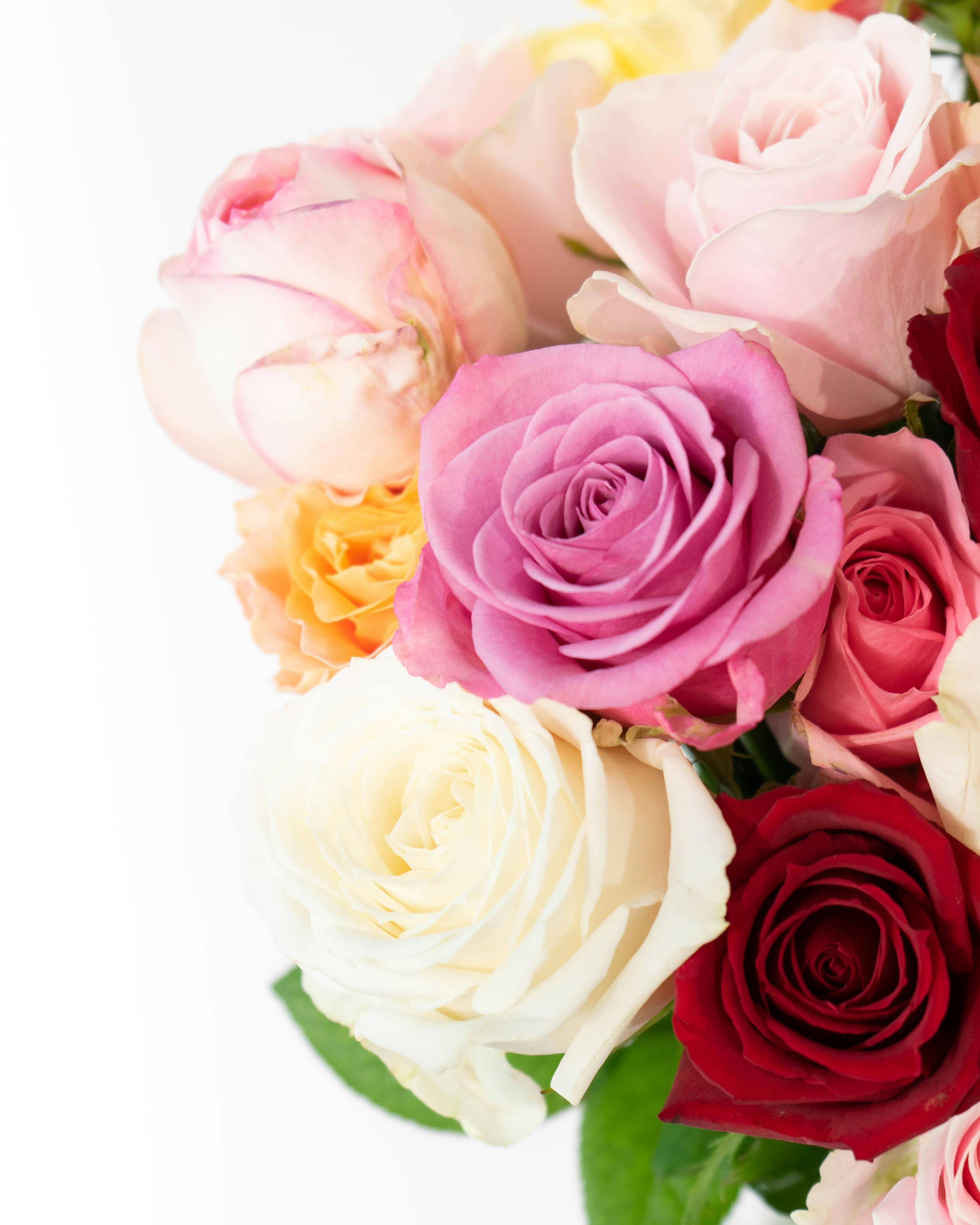 産地直送 バラ花束 ミックスおまかせ（20本入り）／愛知 榊原薔薇園