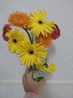 産地直送 ガーベラ ミックス 10本花束／静岡 松下園芸からお届け