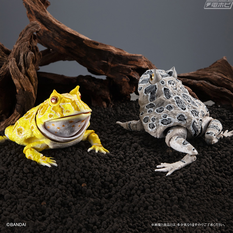 いきもの大図鑑」に初のカエルが登場！ツノガエルの造形や模様、可動に