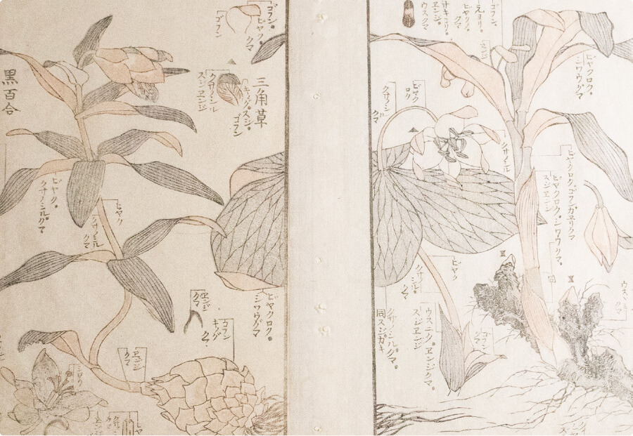 北斎は、植物たちをどう見ていた？ | 小布施 北斎館