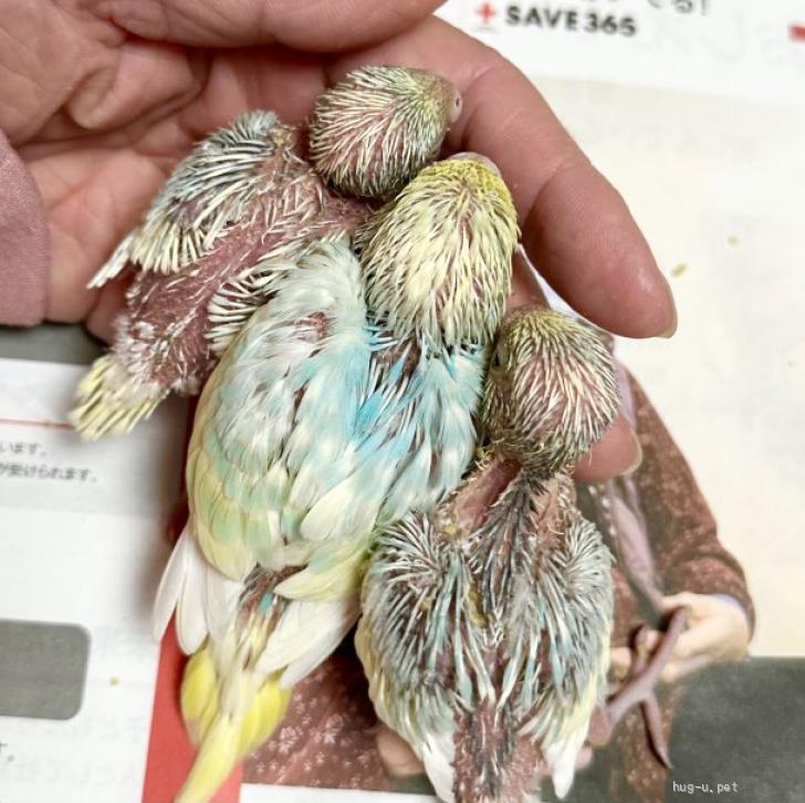 鳥の里親募集】広島県・インコ・セキセイインコのヒナ（ID:2404-00597