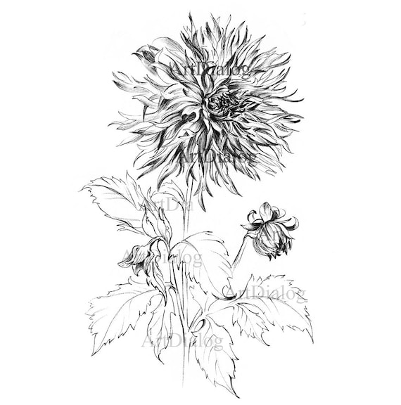ダリアのスケッチ、植物学のプリント、庭の花のアートワーク、手描きの