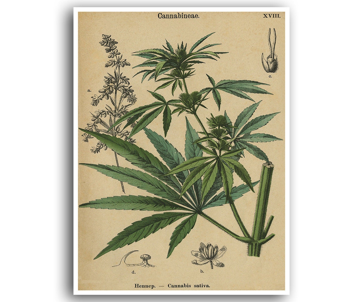 Marijuana Poster Cannabis Art Weed Print Hemp Plant Wall Decor