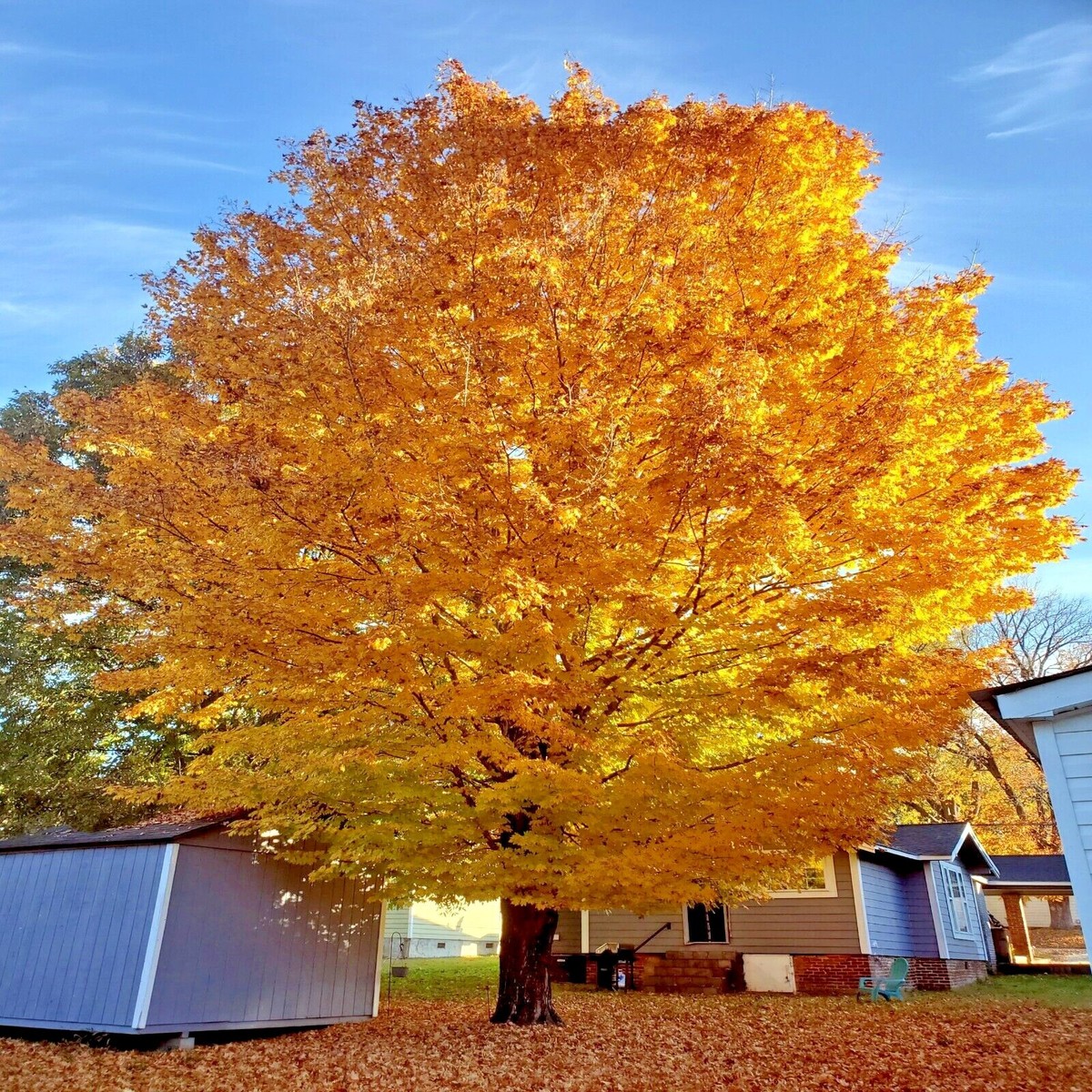TRIDENT MAPLE TREE SEEDS (Acer buergerianum) Hardy Fall Colors