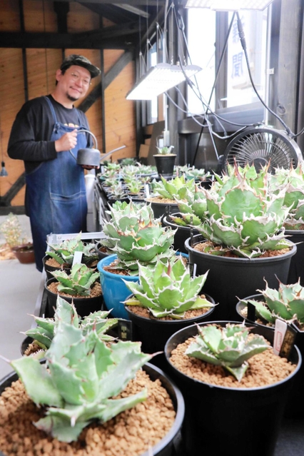 写真映え抜群、木村拓哉さんも夢中？ 多肉植物「アガベ」の専門店人気