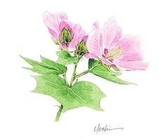 芙蓉」のアイデア 24 件 | 芙蓉, 花, 木芙蓉