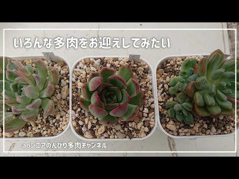 174][多肉植物]メルカリからロウルサンコさん苗お迎えしてみました