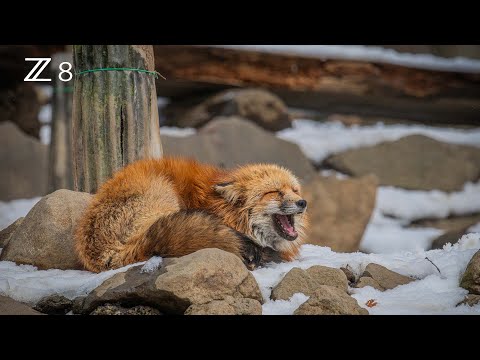 蔵王キツネ村】冬毛の狐がもっふもふ！｜🇯🇵日本／宮城｜NIKON Z8