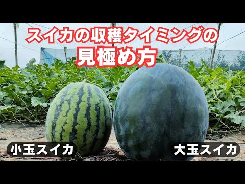 スイカの収穫時期になりました！完熟タイミングの見極め方【確認
