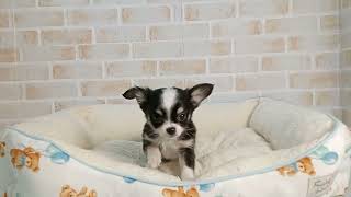 750213 チワワ（ロングコート） - YouTube