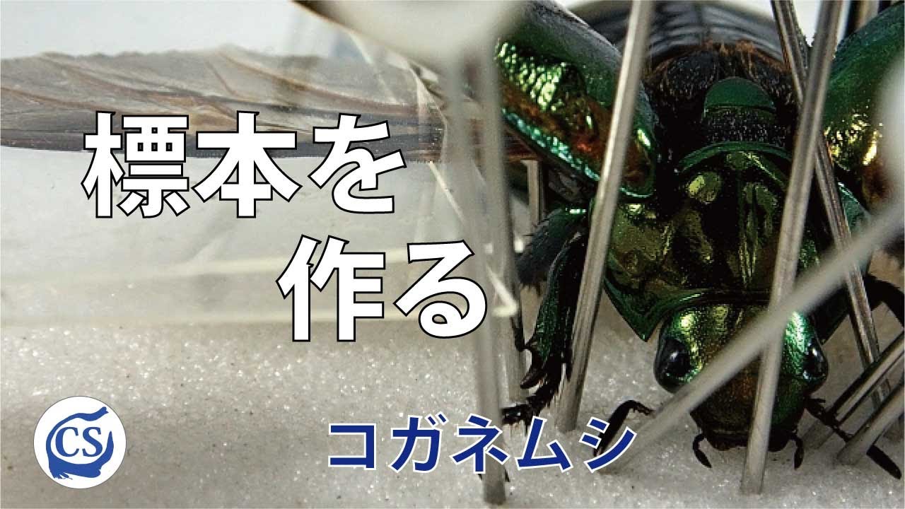 標本を作る1 コガネムシ - YouTube