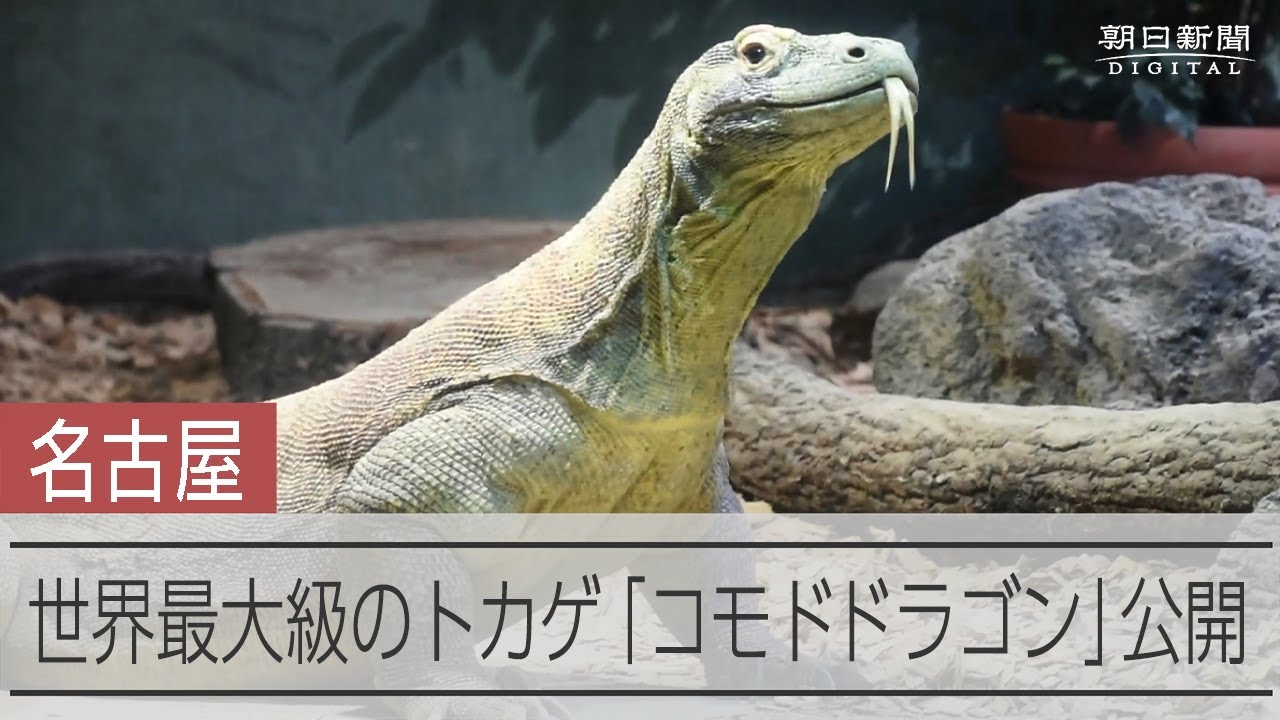 世界最大級のトカゲ「コモドドラゴン」を公開 国内唯一の飼育展示