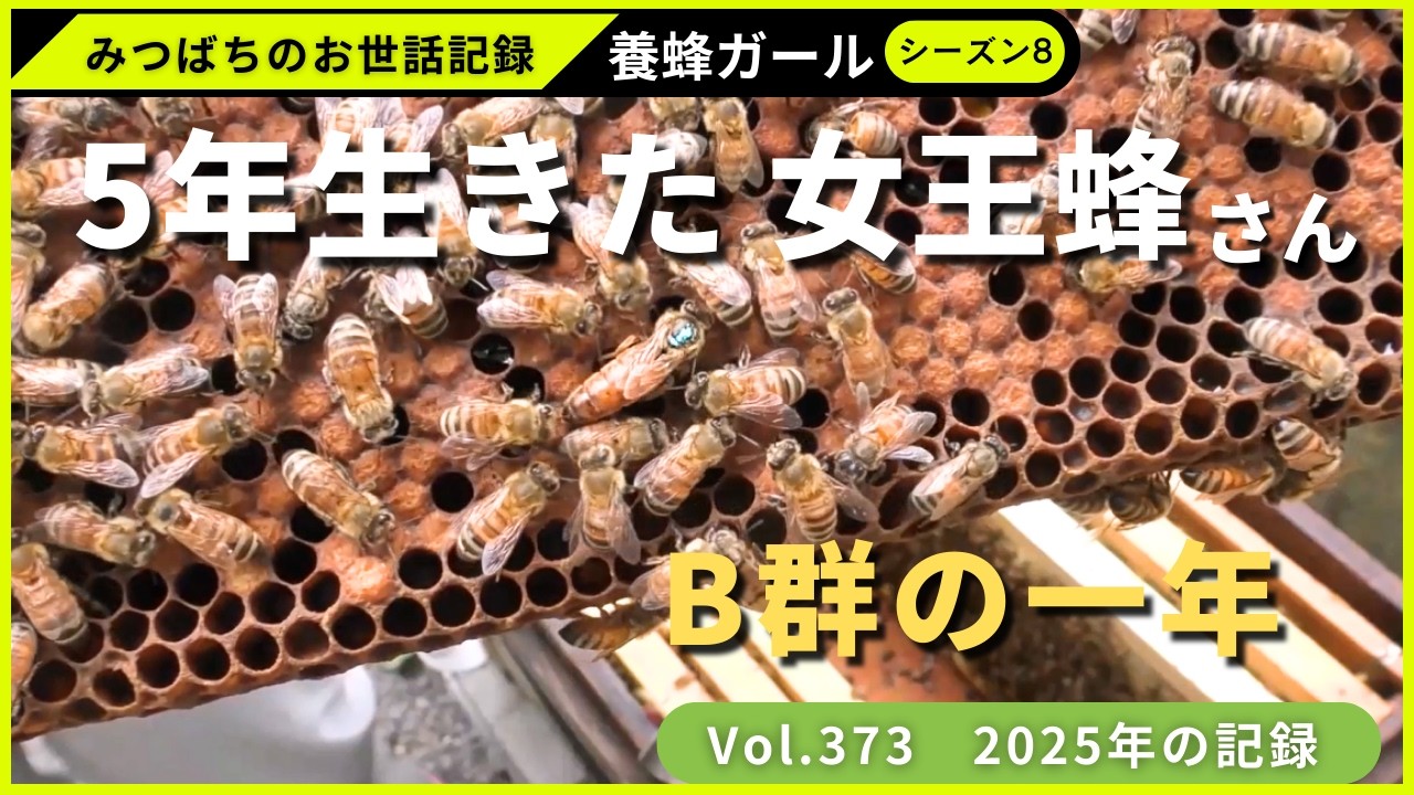 A year in Colony B with a five-year-old queen bee | Season 7