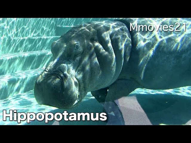 Hippopotamus walking in the water 水中深く潜り歩くカバ - YouTube