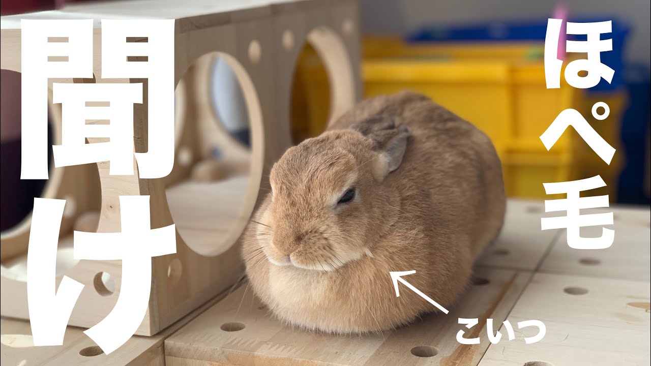 うさぎのほっぺを救いたい！いや抜きたい #600 - YouTube