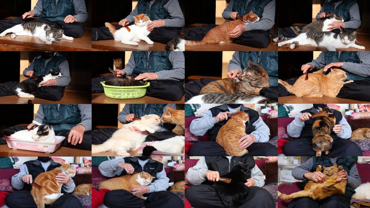 16匹の猫をブラッシング 250326 - YouTube