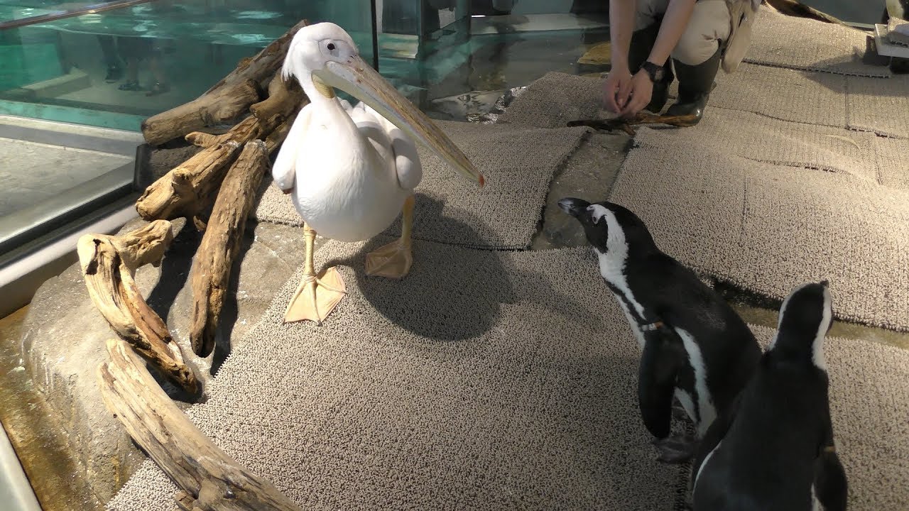 White Pelican & African penguin (NIFREL, Osaka, Japan) July 26