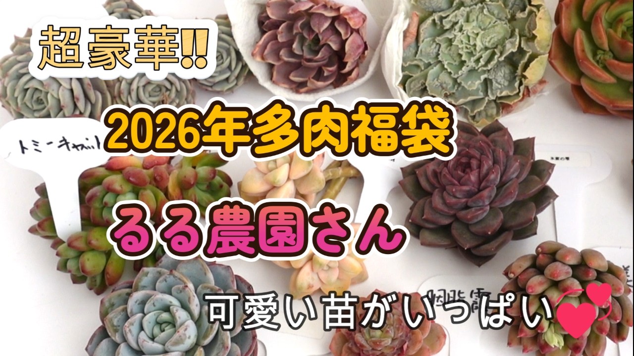 多肉植物】お待たせしました!!毎年恒例の福袋セット販売のお知らせ