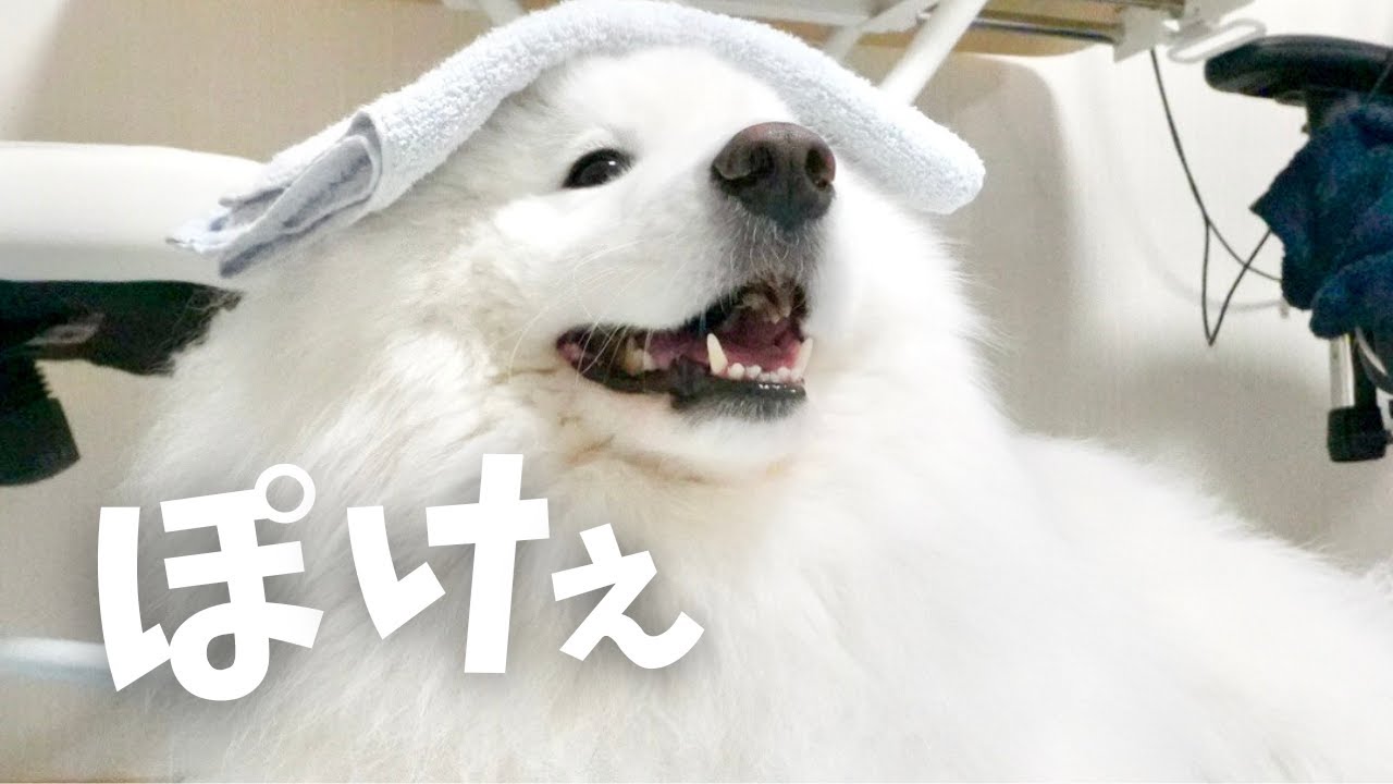 サモエドとママの日常がゆる過ぎた日 - YouTube