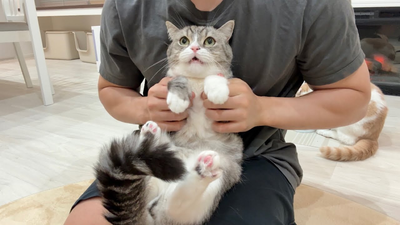 The cat was so cute, grumbling and complaining about being left