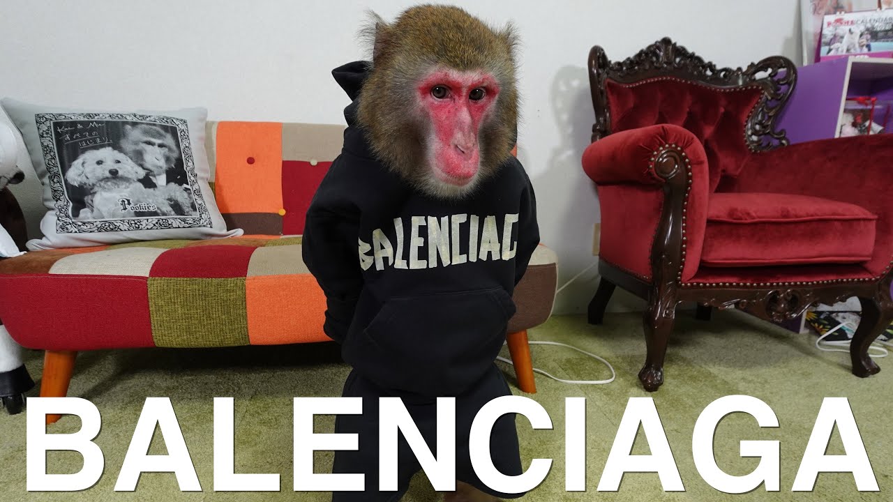 XXX million yen] Kai the monkey wears BALENCIAGA. - YouTube