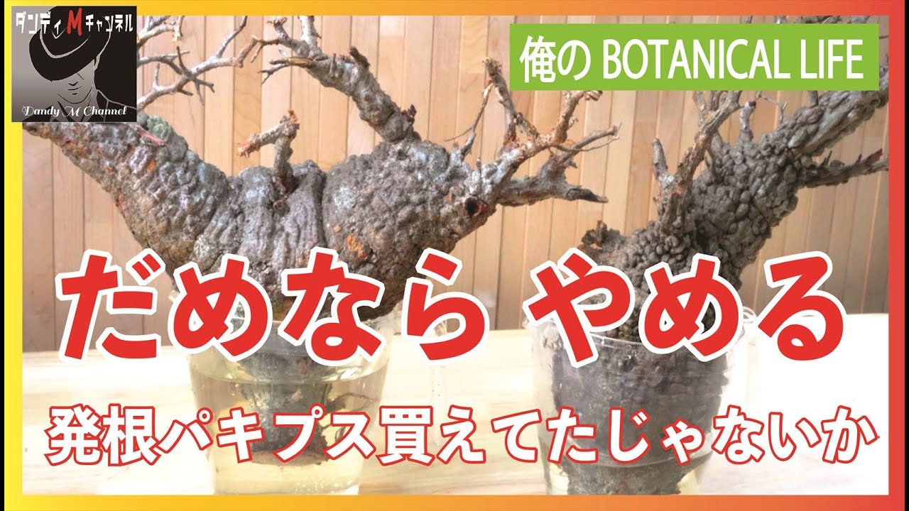 これがダメならやめる！ヤフオクパキプスの発根管理 オペルクリカリア