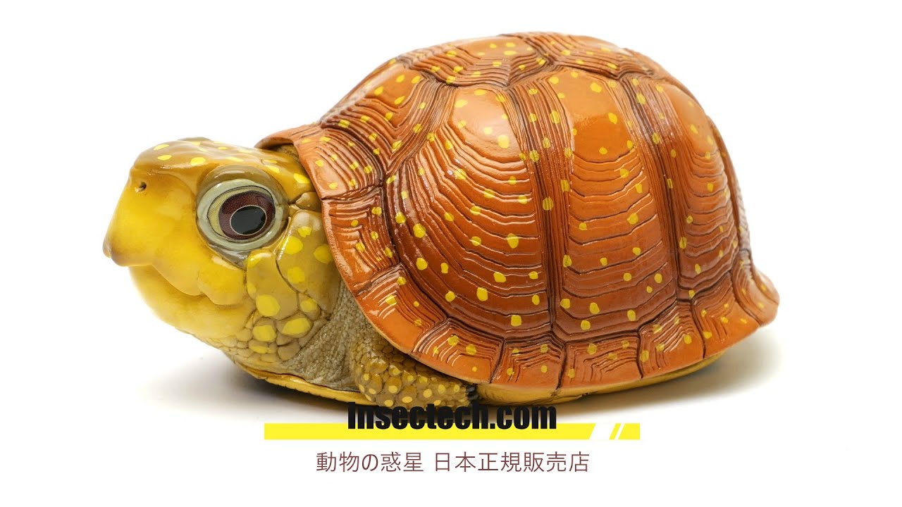 動物の惑星】ネルソンハコガメ Terrapene nelsoni フィギュア - YouTube