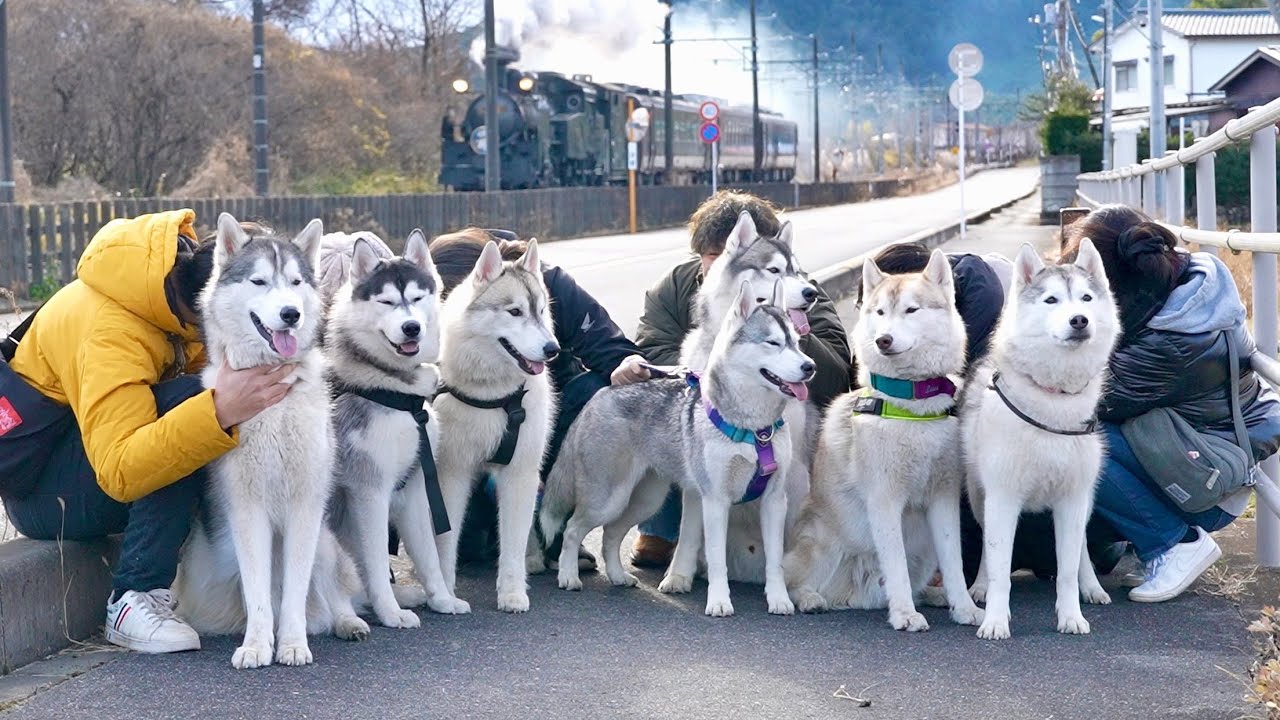Nikko] I had a sleepover with seven huskies and it was so noisy