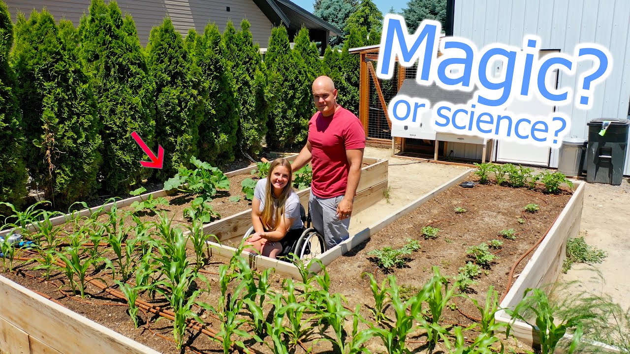 Our Garden Can Now Water Itself! - How to Harness Gravity? - YouTube