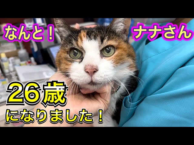 25歳猫が、26歳猫になりました。ナナさん、元気です！ - YouTube