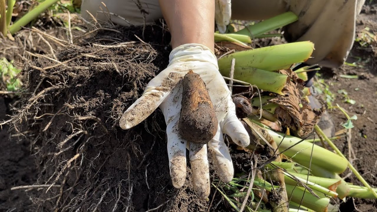 Taro cultivation] Harvesting 100 times as much taro from one seed