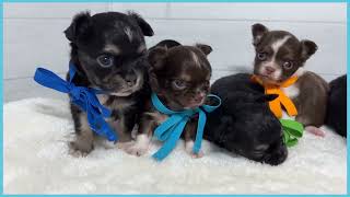 748315 チワワ（ロングコート） - YouTube