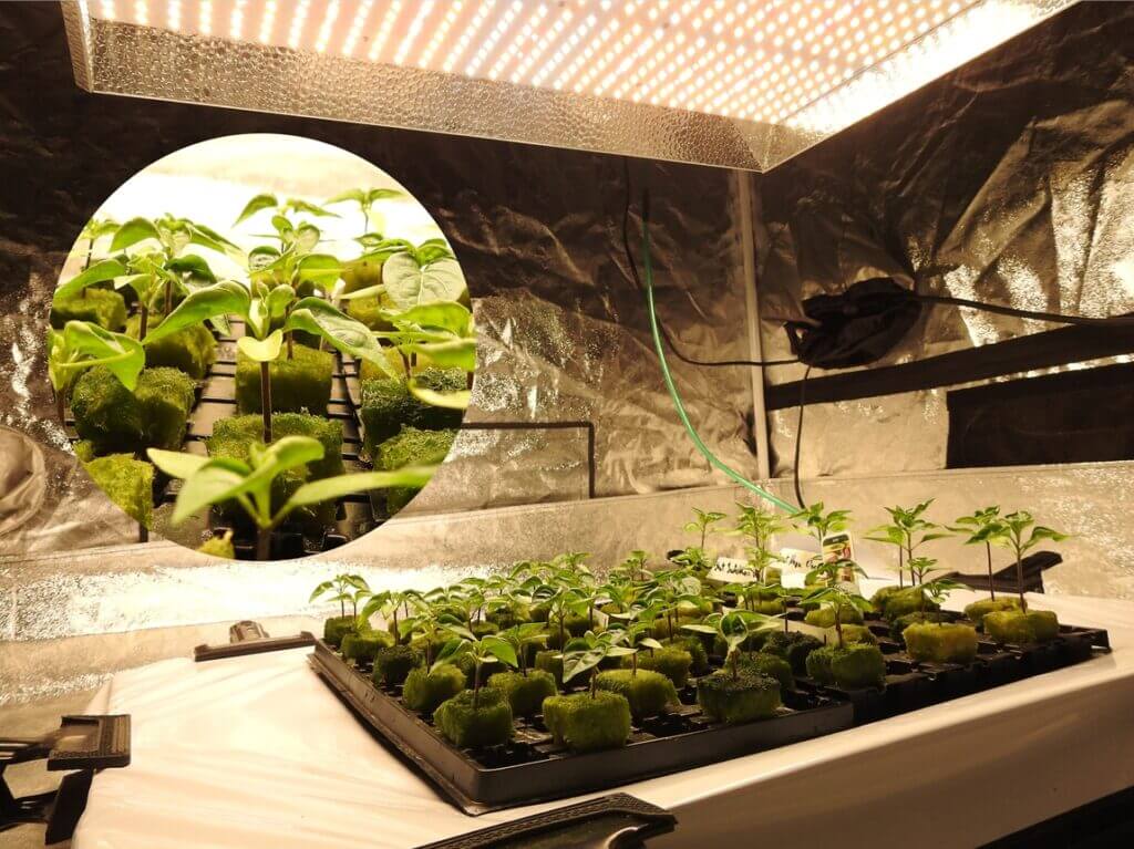 海外園芸家御用達】植物育成LEDライトMARS HYDRO TS-1000レビュー