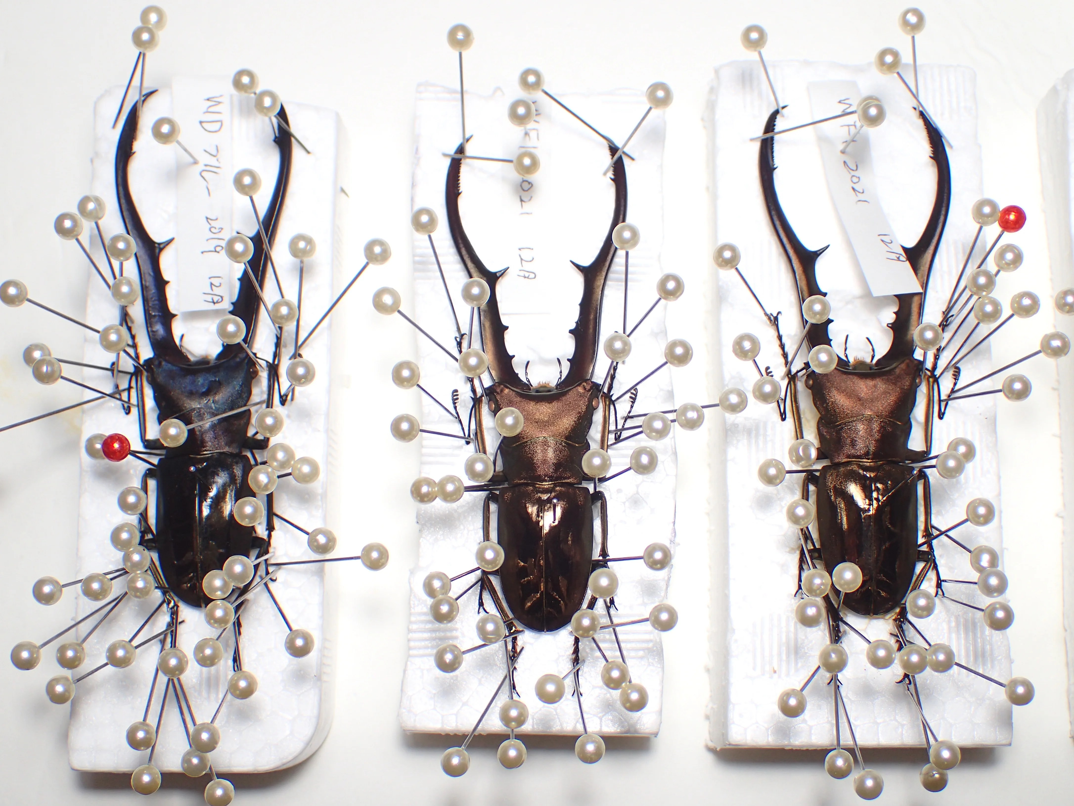 昆虫標本の作成方法 | わたくわの飼育記