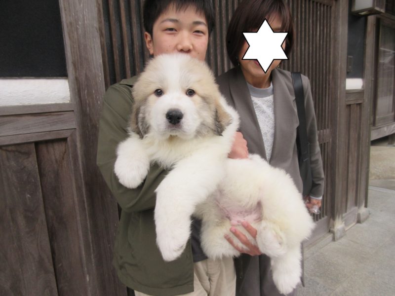 レア君、県内に巣立って行きました。 | グレートピレニーズの子犬販売