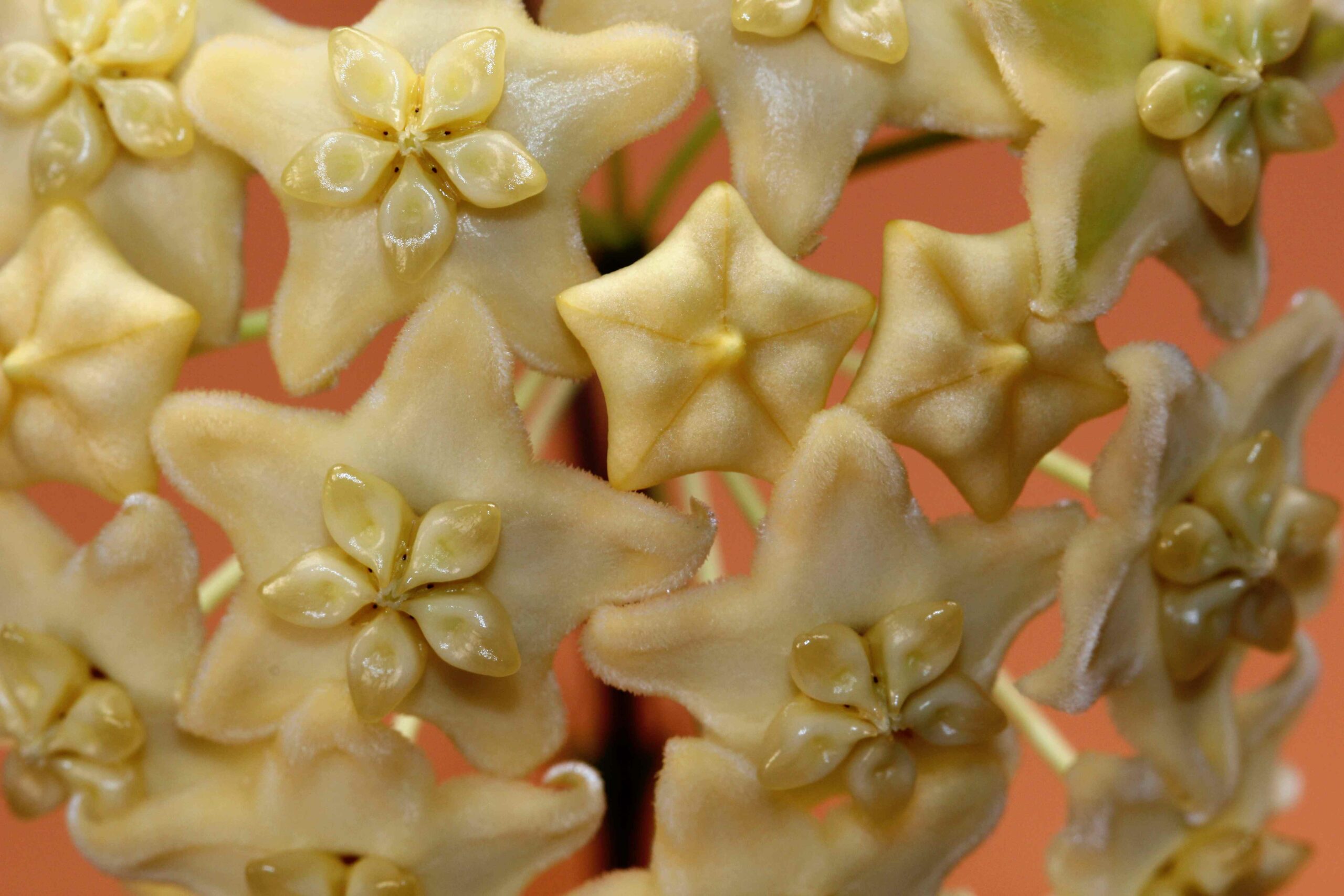 Hoya-kenejiana-Variegated-