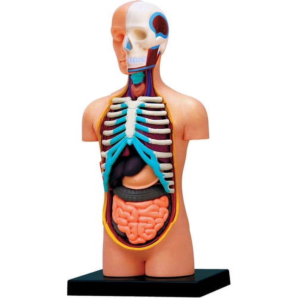 4D Vision Anatomy Model 32 Detachable Parts Human Torso, 4-5/8