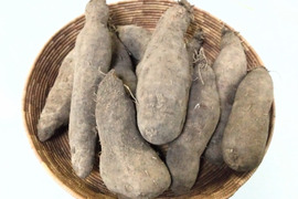 紫山芋の通販｜その他根菜｜食べチョク｜産地直送(産直)お取り寄せ通販