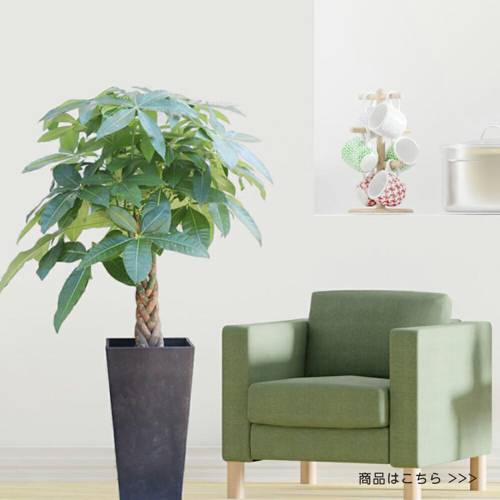 楽天市場】観葉植物 大型 ゴムの木 フィカス アルテシマ 幹曲がり