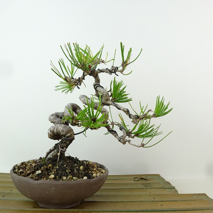 楽天市場】盆栽 松 赤松 樹高 約16cm あかまつ Pinus densiflora