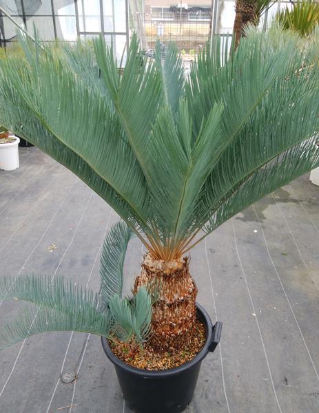 楽天市場】【現品発送】ソテツ サイカス カイルンシアナ ブルー 幹高約