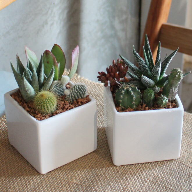 楽天市場】【SS限定☆エントリーで＋P10倍＆MAX15％OFFクーポン