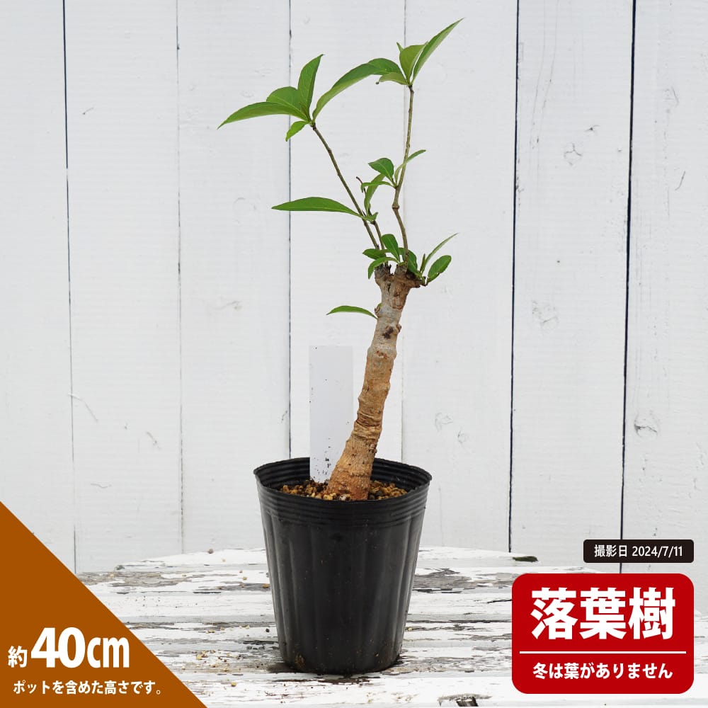 楽天市場】ヤシの木 カナリーヤシ フェニックス 5号ポット苗 : 苗木部