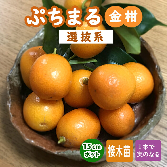 楽天市場】金柑 苗木 ぷちまる 選抜系 15cmポット キンカン きんかん