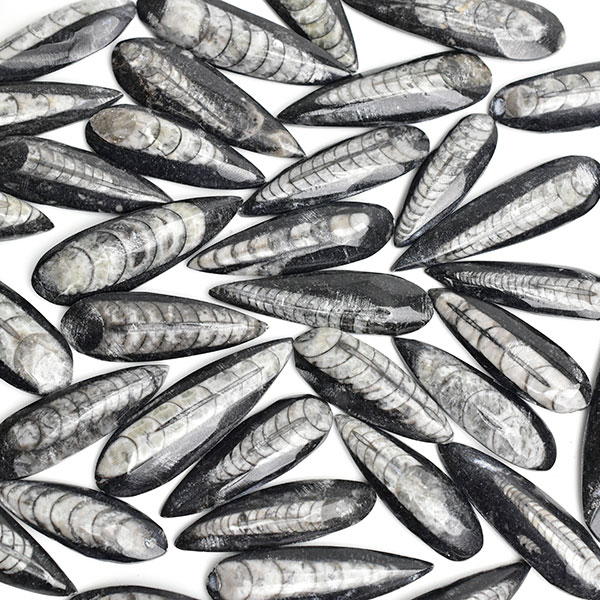 楽天市場】オルソセラス 直角貝 ミニサイズ 化石◇モロッコ産◇種類お