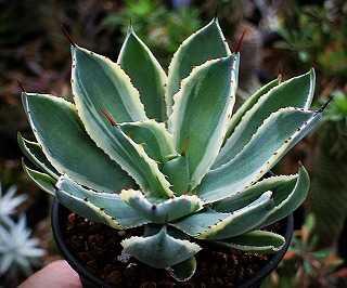 アガベ・氷山植替えと関連種ほか | ☆ガマンマの ニク・サボ栽培